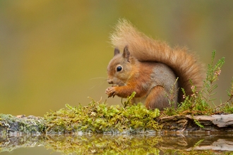 A red squirrel is perched on a woodland pool, holding a nut in its paws. In the background there is Greenery, with text reading “Red Squirrel Recovery Network”. 