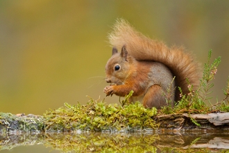 Red squirrel  - Mark Hamblin/2020VISION