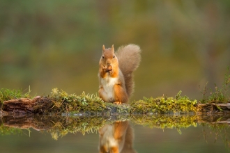 Red Squirrel - Mark Hamblin/2020VISION