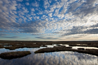 Peat bog - Mark Hamblin/2020VISION