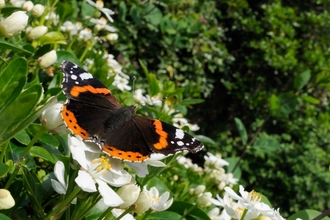 Red Admiral butterfly - Nick Upton/2020VISION