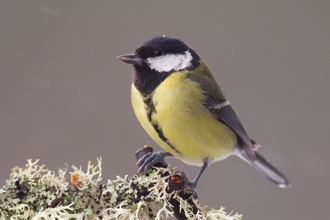 Great tit - Peter Cairns/2020VISION