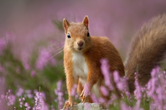 A small red squirrel standing on a rock amongst purple heather.