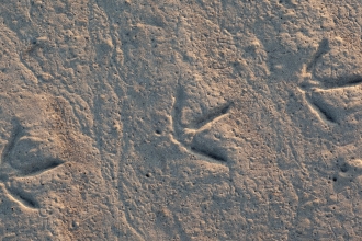 Wader footprints - Peter Cairns/2020VISION