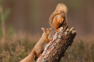 Red squirrels - Peter Cairns/2020VISION