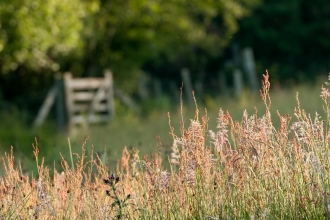 Meadow - Ross Hoddinott/2020VISION