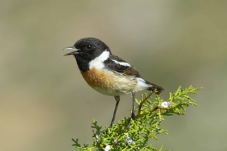 Stonechat - Derek Moore