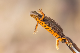 Great crested newt - Shutterstock