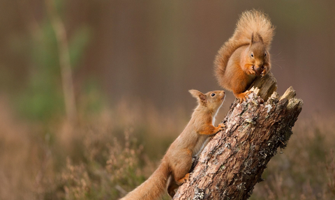 Two red squirrel on a broken tree trunk.