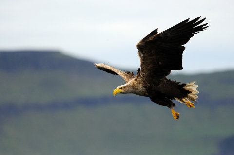 Identify birds of prey  Northumberland Wildlife Trust