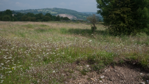 Calaminarian grassland