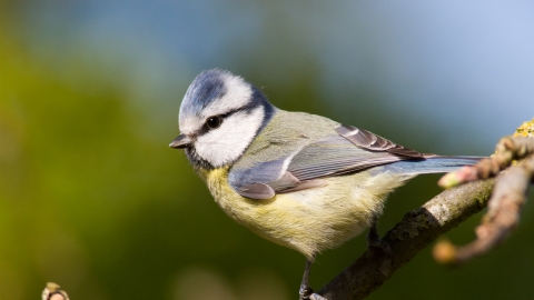 Blue tit