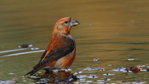 Crossbill