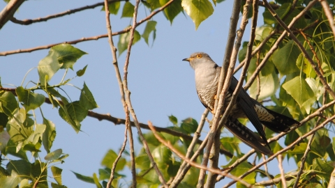 Cuckoo