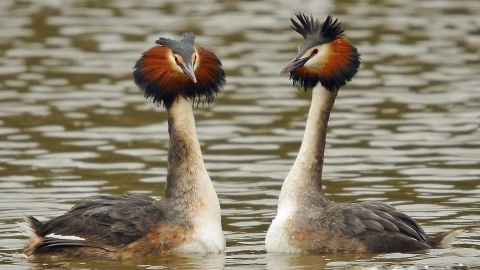 Great Crested Grebe