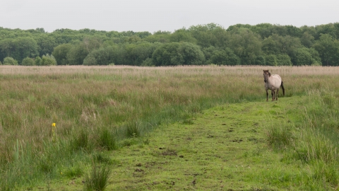 Konik pony on lowland fen