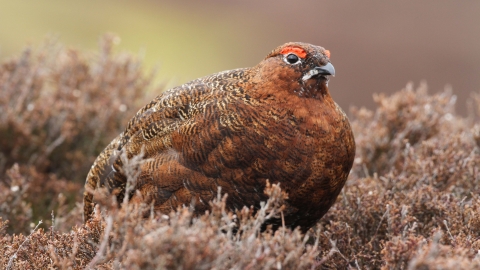 Red grouse