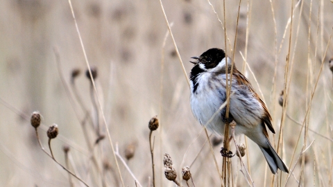 Reed Bunting