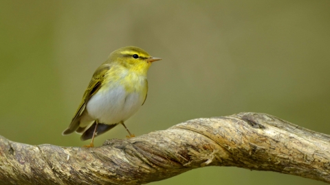 Wood warbler