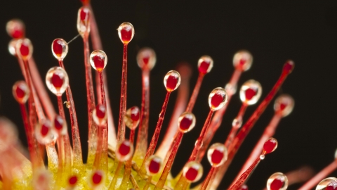 Round-leaved Sundew