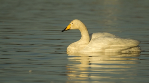 Whooper Swan