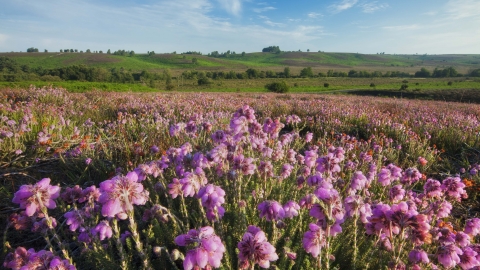 Cross-leaved Heath