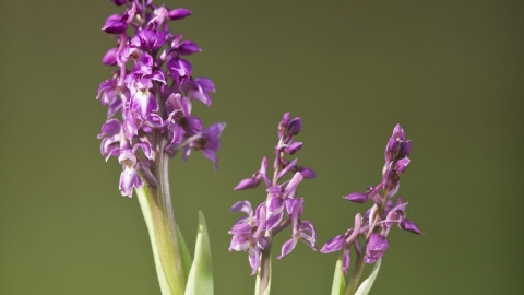 Early Purple Orchid