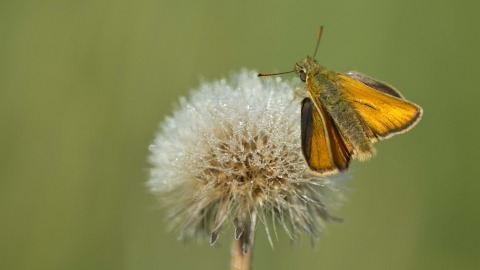 Small Skipper