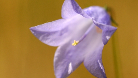 Harebell