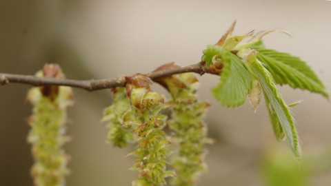 Common Hornbeam