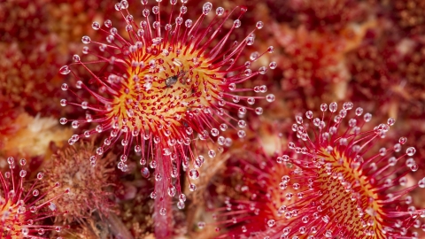 Round-leaved Sundew