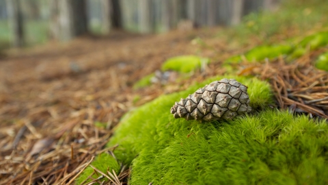 Scots Pine cone