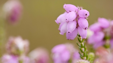 Cross-leaved Heath