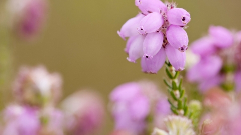 Cross-leaved Heath