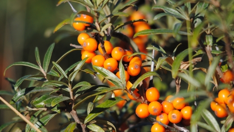 Sea-buckthorn