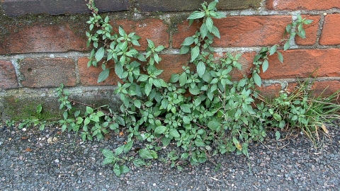 Pellitory-of-the-wall