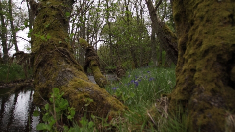A photo of Barrow Burn wood, with ancient trees, flowers and a river running through it.