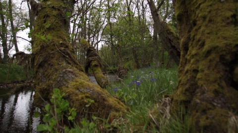 Barrow Burn Wood - Steven Playle