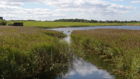 Cresswell Pond - Duncan Hutt