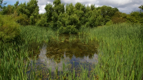 East Cramlington Pond 