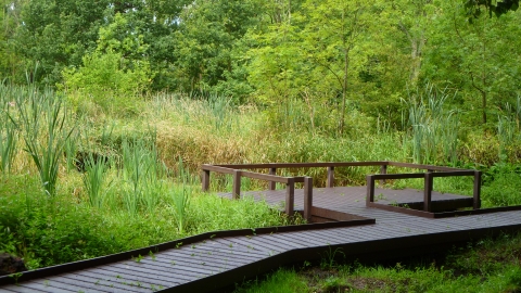 Fencerhill Wood