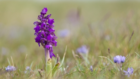 Green winged orchid - Mark Hamblin/2020VISION