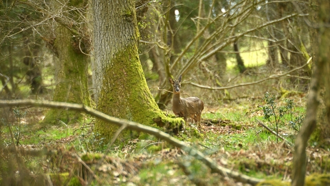 Juliet's Wood - Steven Morris