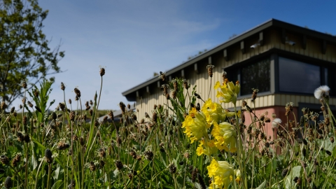 Hauxley WDC meadow - Simon Greener
