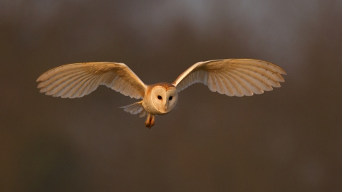 Barn owl - Andy Rouse/2020VISION