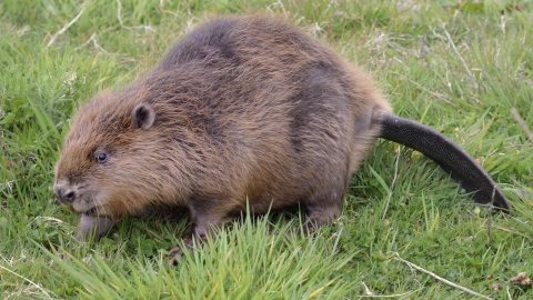 Beaver | Northumberland Wildlife Trust