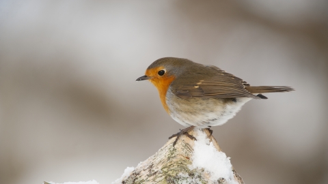 Robin - Mark Hamblin/2020VISION