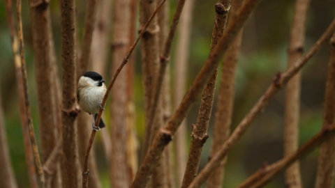 Willow tit - Luke Massey/2020VISION