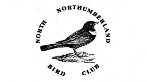 north northumberland bird club