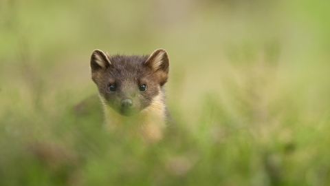 Pine marten - Terry Whittaker/2020VISION